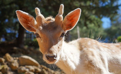 Close-up portrait of deer