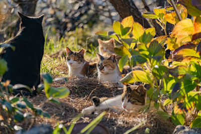 Cats sitting by plants