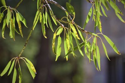 Close-up of leaves hanging on tree
