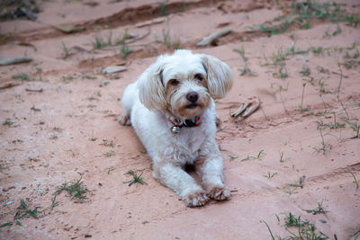 Portrait of dog relaxing on field