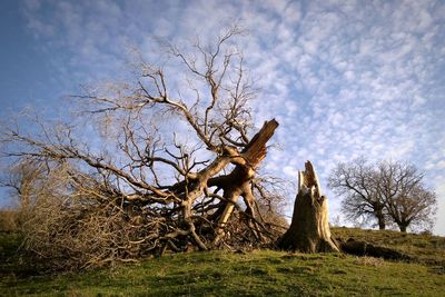 Bare tree on grass against sky