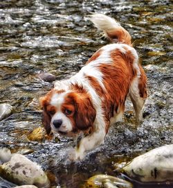 Dog in water