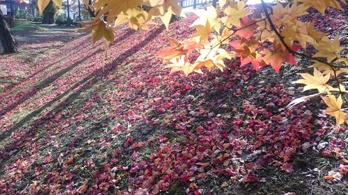 Close-up of flowers growing on field during autumn