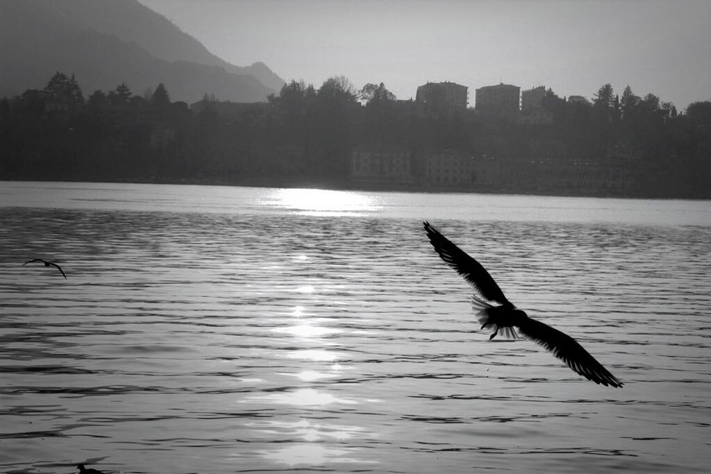 bird, animals in the wild, water, animal themes, wildlife, flying, spread wings, waterfront, mid-air, one animal, lake, nature, swimming, silhouette, tree, reflection, beauty in nature, rippled, two animals, motion