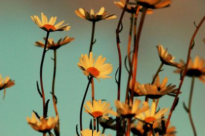 Close-up of orange flowers blooming outdoors