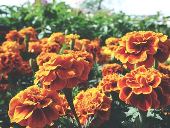 Close-up of orange flowers blooming outdoors