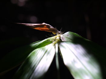 Close-up of insect on flower