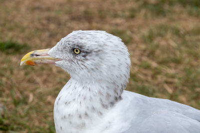 Close-up of seagull on land