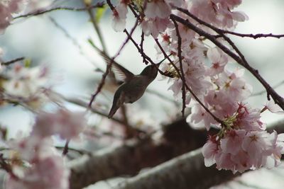 Cherry blossoms in spring