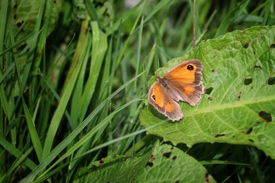 Butterfly on leaf