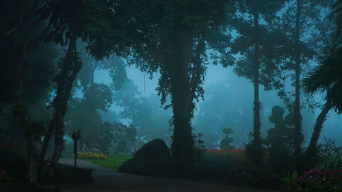 Trees in forest against sky