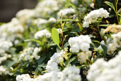 Close-up of white flowers