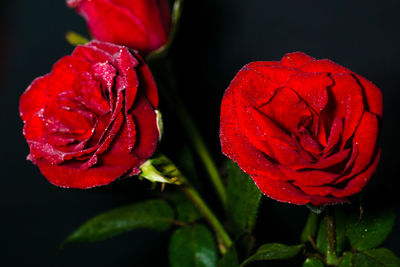 Close-up of wet red rose