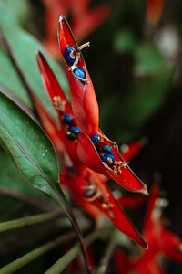 Close-up of insect on plant