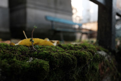 Close-up of moss growing on plant