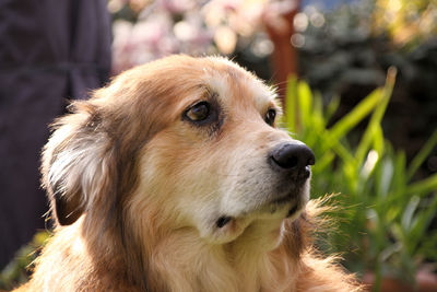 Close-up of dog looking away