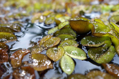 Close-up of water drops on leaf