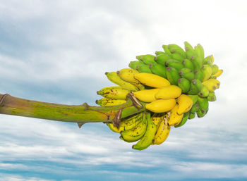 Low angle view of yellow fruit growing on plant against sky