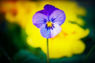 Close-up of purple flower blooming against blue sky