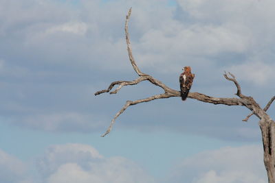 Low angle view of birds perching on tree against sky