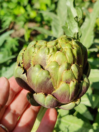 artichoke