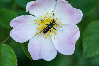 Close-up of insect on purple flower