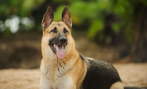 German shepherd sticking out tongue while looking away at beach