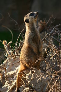 Meerkat sitting in a field