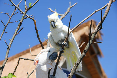 Low angle view of bird perching on branch against blue sky