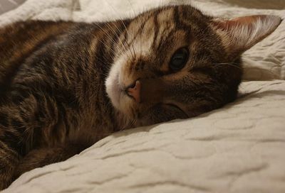 Close-up of cat resting on bed