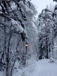 Scenic view of snow covered land