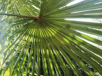 Low angle view of palm leaf