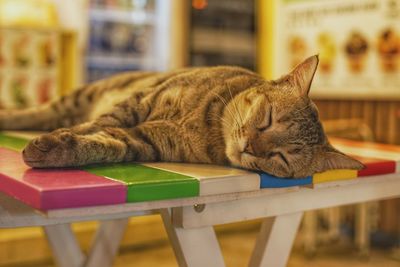 Cat sleeping on table