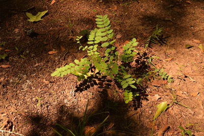 Plants growing on field