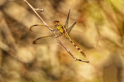 Close-up of dragonfly on plant