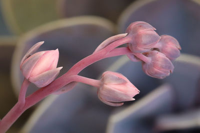 Close-up of pink rose flower