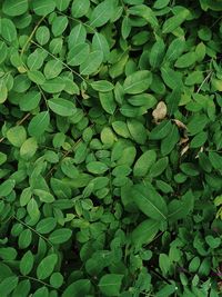 Full frame shot of green leaves