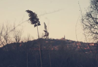 Close-up of silhouette plants on field against sky during sunset