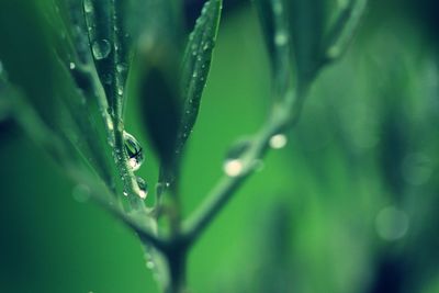 Close-up of water drops on leaf