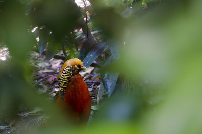 Bird perching amidst plants