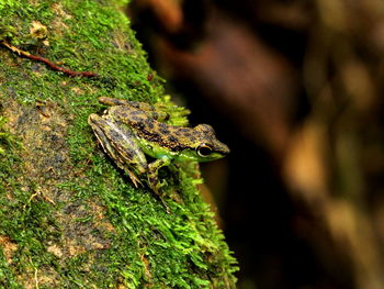 Close-up of lizard on tree trunk