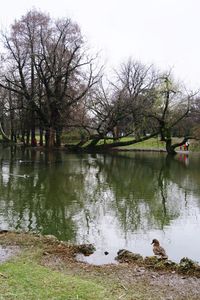 Reflection of trees in lake