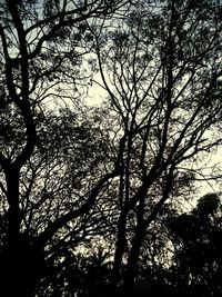 Low angle view of bare trees against sky