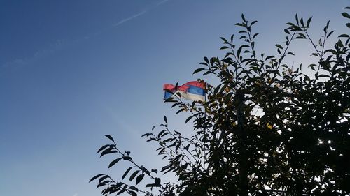 Low angle view of bird flying against clear sky