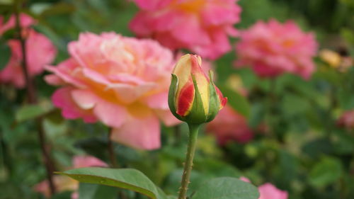 Close-up of pink flower blooming outdoors