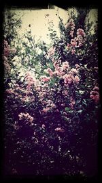 Flowers growing on tree