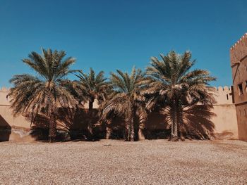 Palm trees against clear blue sky