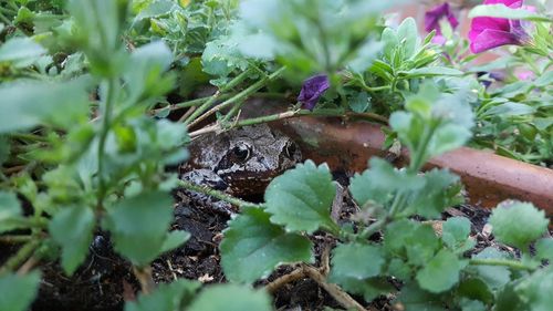 Close-up of snake on plant