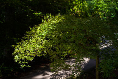 Scenic view of forest