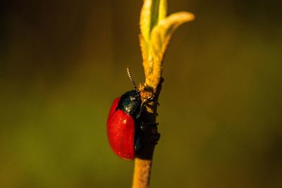 Close-up of bug on branch